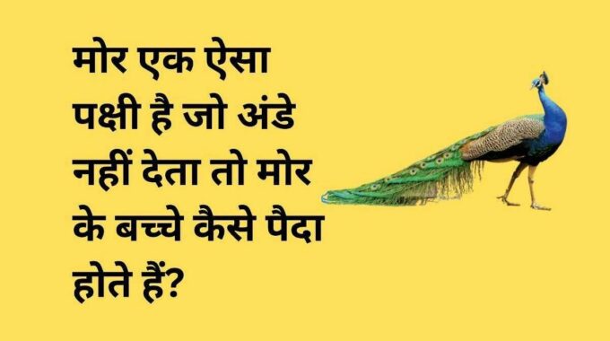 mor ek aisa pakshi hai jo ande nahi deta to mor ke bachche kaise paida hote hai